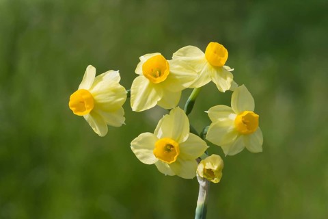Bunch-flowered narcissus (Narcissus tazetta)