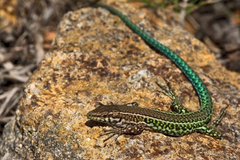 Tyrrhenian wall lizard (Podarcis Tiliguerta)