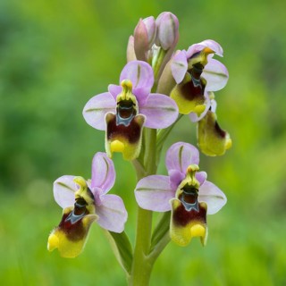 Sawfly orchid (Ophrys tenthredinifera) S'Ena Arrubia