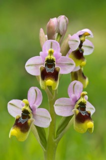 Sawfly orchid (Ophrys tenthredinifera) S'Ena Arrubia