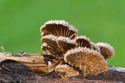 Split gill (Schizophyllum commune)