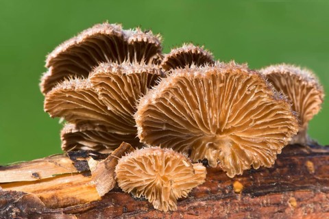 Split gill (Schizophyllum commune)