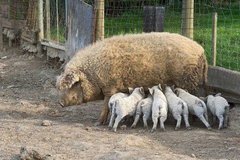 Mangalica pig (Sus scrofa domestica)