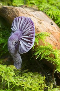 Amethyst deceiver (Laccaria amethystina)