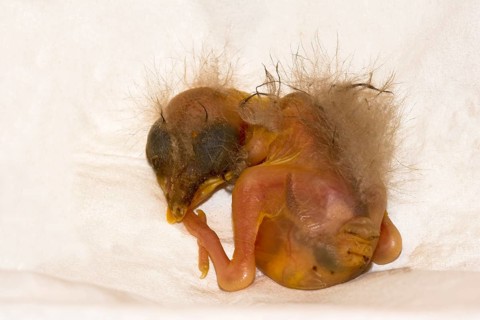 A few days old fallen baby bird