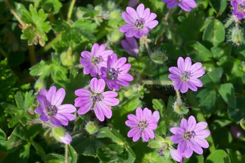 Dove's-foot Crane's-bill (Geranium molle)