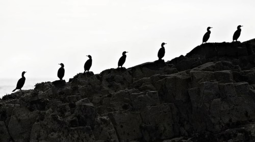 Seven great cormorants (Phalacrocorax carbo) on rocky ground by the sea