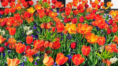 Tulips (Tulipa sp.)