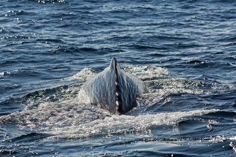 Sperm whale (Physeter macrocephalus syn. Physeter catodon)