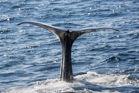 Sperm whale (Physeter macrocephalus Physeter or catodon)