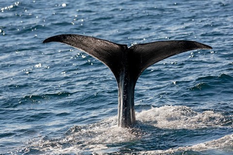 Sperm whale (Physeter macrocephalus Physeter or catodon)