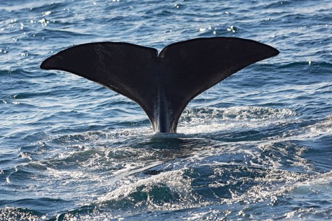 Sperm whale (Physeter macrocephalus Physeter or catodon)