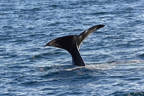 Sperm whale (Physeter macrocephalus Physeter or catodon)