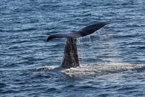 Sperm whale (Physeter macrocephalus Physeter or catodon)