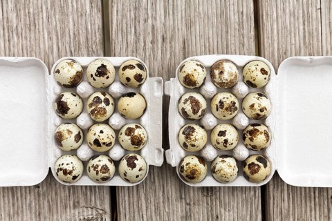 Quail eggs