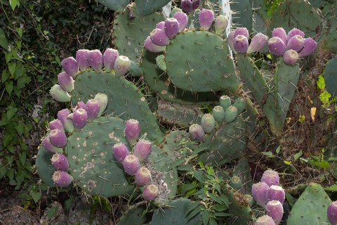 Flowers on a Barbary fig (Opuntia ficus)