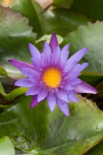 Blue Lotus (Nymphaea caerulea)
