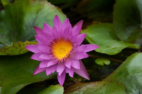 Blue Lotus (Nymphaea caerulea)