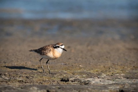 Kittlitz's Plover or Kittlitz's Sandplover (Charadrius pecuarius)