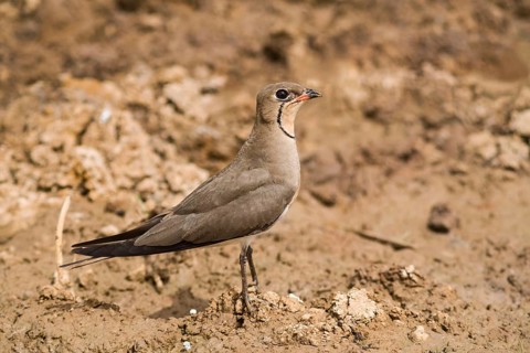 Collared Pratincole (Glareola pratincola)