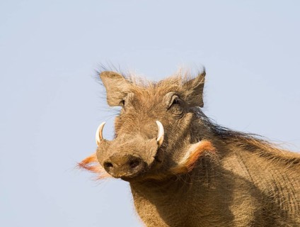 Common Warthog (Phacochoerus africanus)