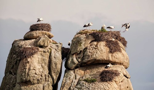White Storks (Ciconia ciconia) nesting on granite boulders