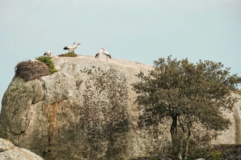 White Storks (Ciconia ciconia) nesting on granite boulders