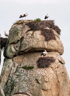 White Storks (Ciconia ciconia) nesting on granite boulders