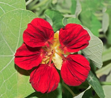 Flower of a Nasturtium (Tropaeolum sp.)