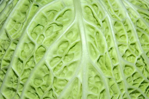 Close up of savoy cabbage leaf (Brassica oleracea)