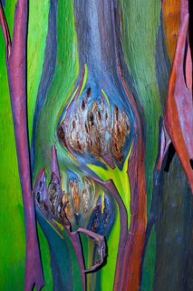 Colorful bark on the trunk of a Rainbow Eucalyptus tree (Eucalyptus deglupta)