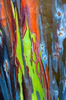 Colorful bark on the trunk of a Rainbow Eucalyptus tree (Eucalyptus deglupta)