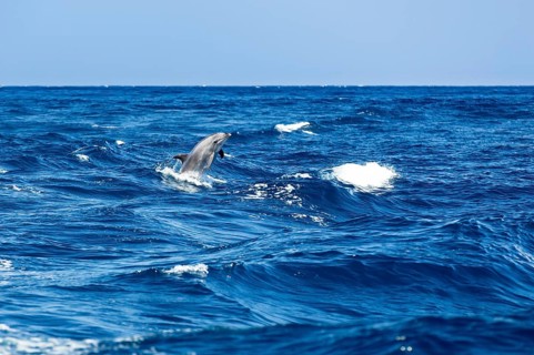 Bottlenose dolphin (Tursiops truncatus) jumping out of the water at Los Gigantes