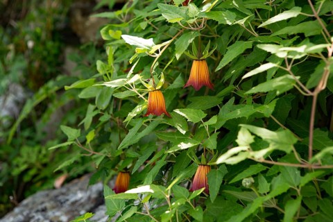 Flower of the Canary Bellflower (Canarina canariensis)