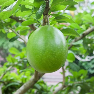 Pomelo (Citrus maxima)