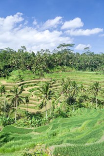 Rice terraces near Tegallalang