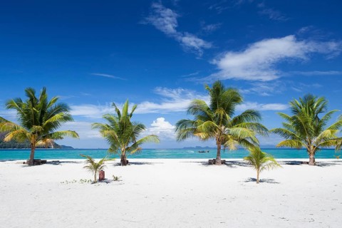 Palm trees on a beach