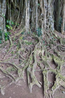 Banyan tree (Ficus benghalensis)