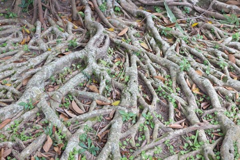 Banyan tree (Ficus benghalensis)