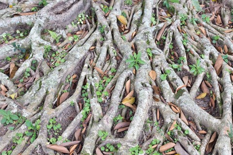 Banyan tree (Ficus benghalensis)