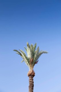 Top of a date palm tree (Phoenix dactylifera) against blue sky