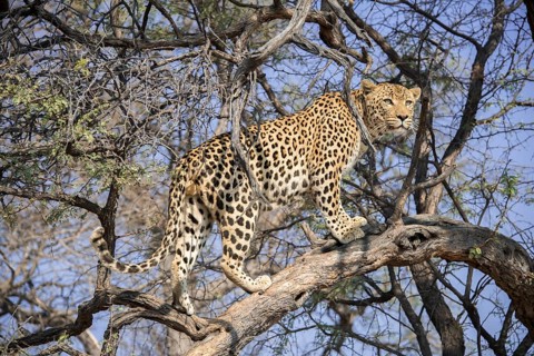 Leopard (Panthera pardus) climbing on tree
