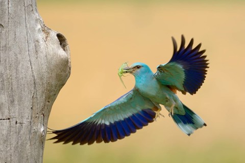 European roller (Coracias garrulus)