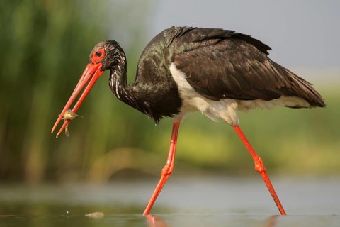 Black stork (Ciconia nigra) with prey in beak