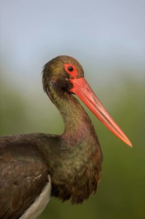 Black stork (Ciconia nigra) adult