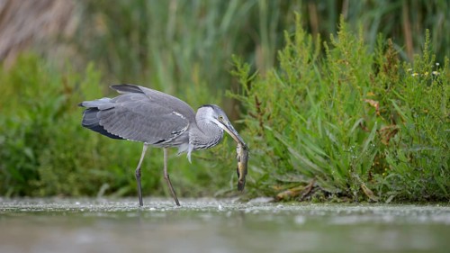 Grey heron (Ardea cinerea) in juvenile plumage with prey