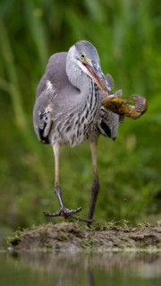 Grey heron (Ardea cinerea) in juvenile plumage with prey
