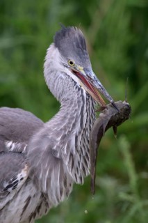 Grey heron (Ardea cinerea)