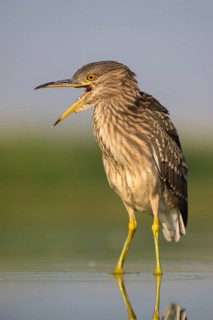 Black-crowned night heron (Nycticorax nycticorax)
