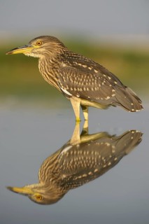 Black-crowned night heron (Nycticorax nycticorax)